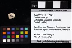 Foto (Objket + Etiketten) von Goniodromites sp. 